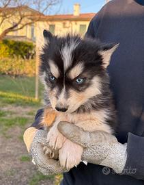 Cuccioli di Siberian Husky