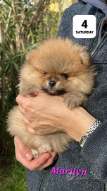 Spitz tedesco Pomerania