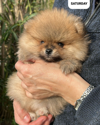 Spitz tedesco Pomerania