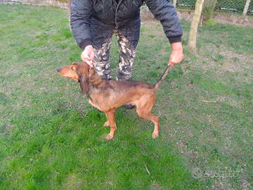 Segugio Italiano da lepre