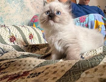 Ragdoll