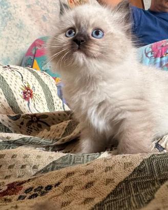 Ragdoll