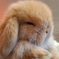 Ariete nano minilop cuccioli