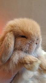 Ariete nano minilop cuccioli