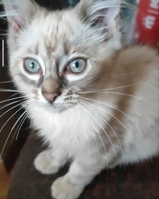 CuccioliSIBERIANIpuri/eDiIncroci di Razza