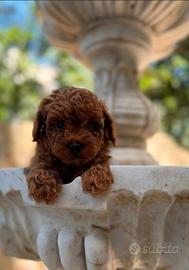 Cuccioli Barboncino