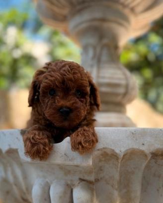 Cuccioli Barboncino