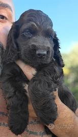 Cocker Spaniel Inglese