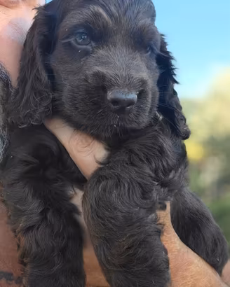Cocker Spaniel Inglese