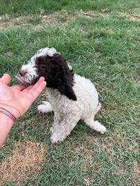 Lagotto romagnolo