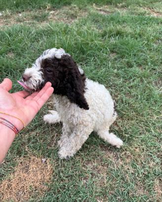 Lagotto romagnolo