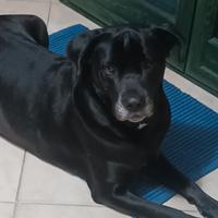 Cane corso (a malincuore)
