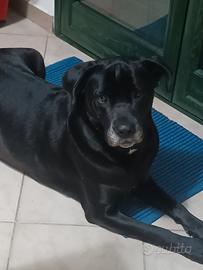 Cane corso (a malincuore)