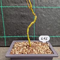 Bonsai Salice Contorto (Salix matsudana) 161