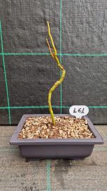 Bonsai Salice Contorto (Salix matsudana) 161
