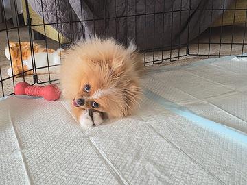 Spitz di Pomerania toy