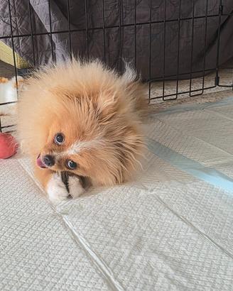 Spitz di Pomerania toy