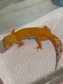 Geco leopardino