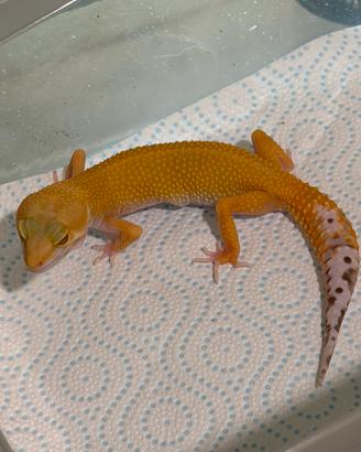 Geco leopardino