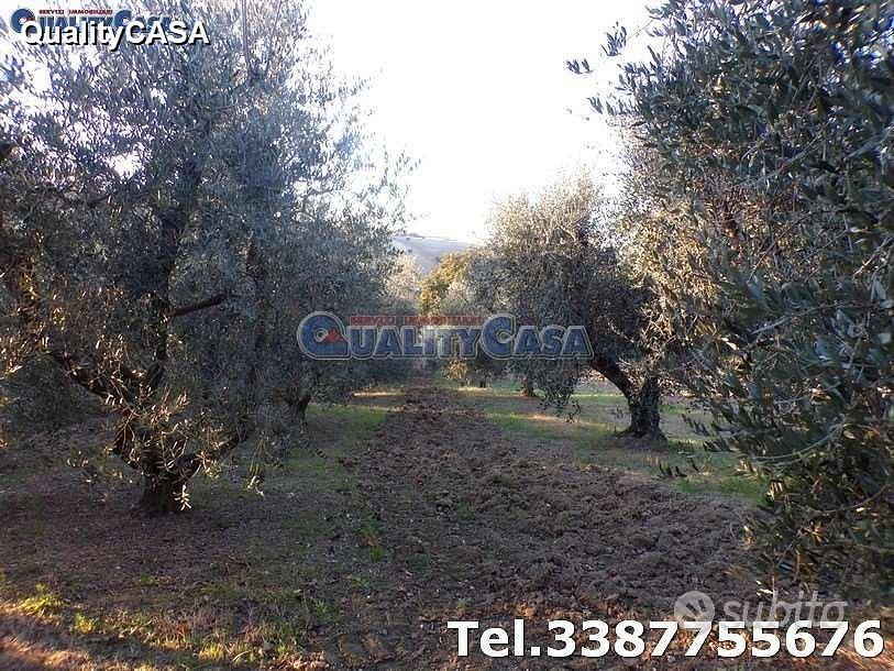 Terreno con ulivi e annesso a Morro D'Alba - Vista 3