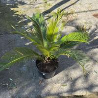 Pinta di Cycas revoluta