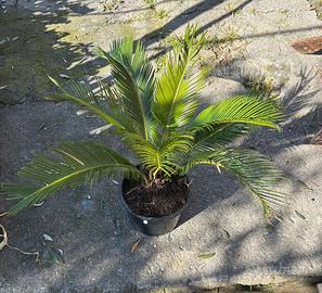 Pinta di Cycas revoluta