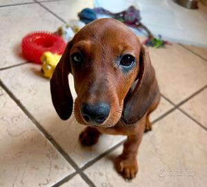 Cucciolo di bassotto maschio di 2 mesi
