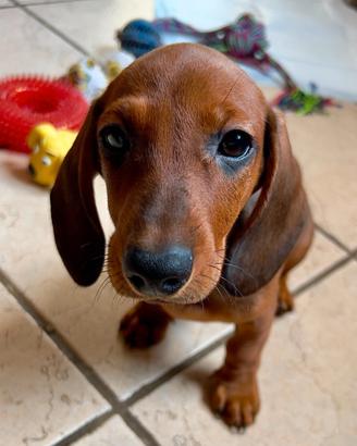 Cucciolo di bassotto maschio di 2 mesi