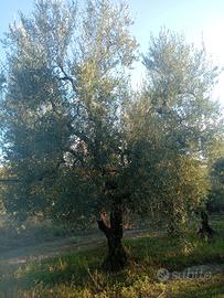 terreno agricolo 