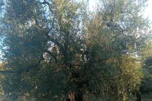 terreno agricolo 