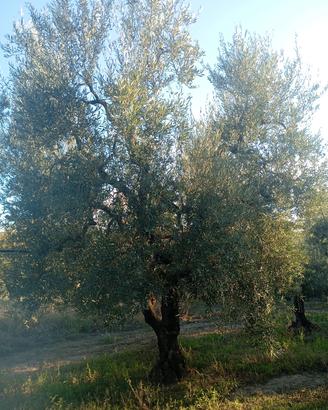 terreno agricolo 
