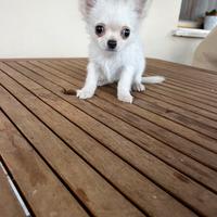 Cucciolo di Chihuahua Toy Bianco Perla