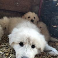 Cuccioli di pastore maremmano
