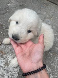Cucciolo di pastore maremmano