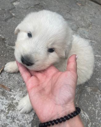Cucciolo di pastore maremmano