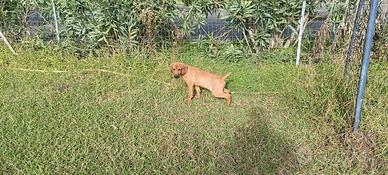 Cucciolo segugio da cinghiale