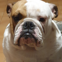 Bulldog Inglese Maschio Disponibile per Monta