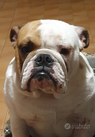 Bulldog Inglese Maschio Disponibile per Monta