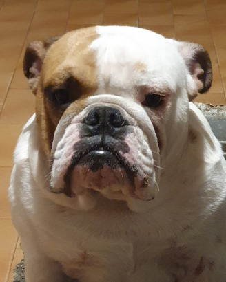 Bulldog Inglese Maschio Disponibile per Monta