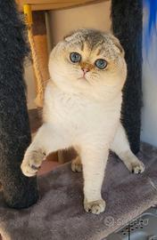 Scottish fold adulto