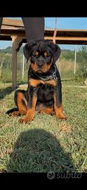 Cuccioli di rottweiler con pedigree