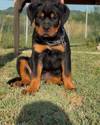 Cuccioli di rottweiler con pedigree