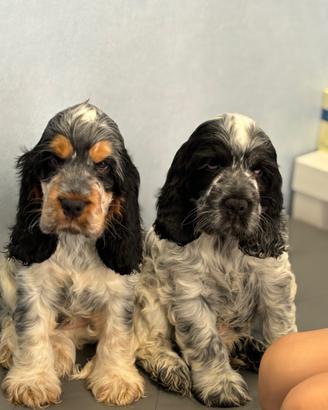 Cuccioli cocker spaniel