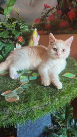 Selkirk rex cucciolo con pedigree