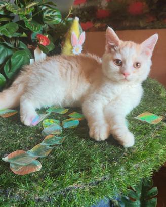 Selkirk rex cucciolo con pedigree