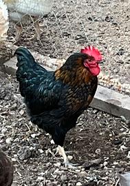 Gallo collo oro