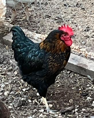 Gallo collo oro