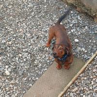 Dachsbrake da cinghiale - (VENDUTO)