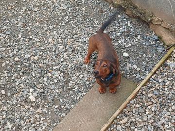 Dachsbrake da cinghiale - (VENDUTO)