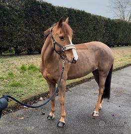 Vendita pony femmina 143 cm 10 anni